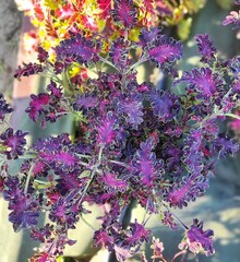 August Dew Тай колеус