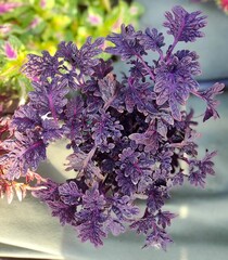 UTS Black Coral колеус