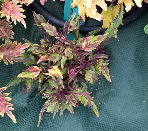 Kaleidoscope Тай колеус КСР