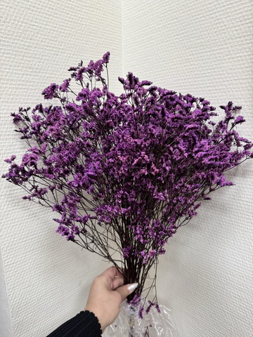 Лимониум стабилизированный Пурпурный