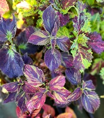 Mirra Тай колеус КСР