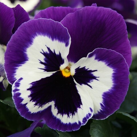 S25144 Виола Xtrada Violet Face 100 шт.