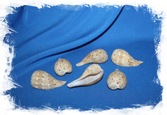 Фикус Вериджита уп.