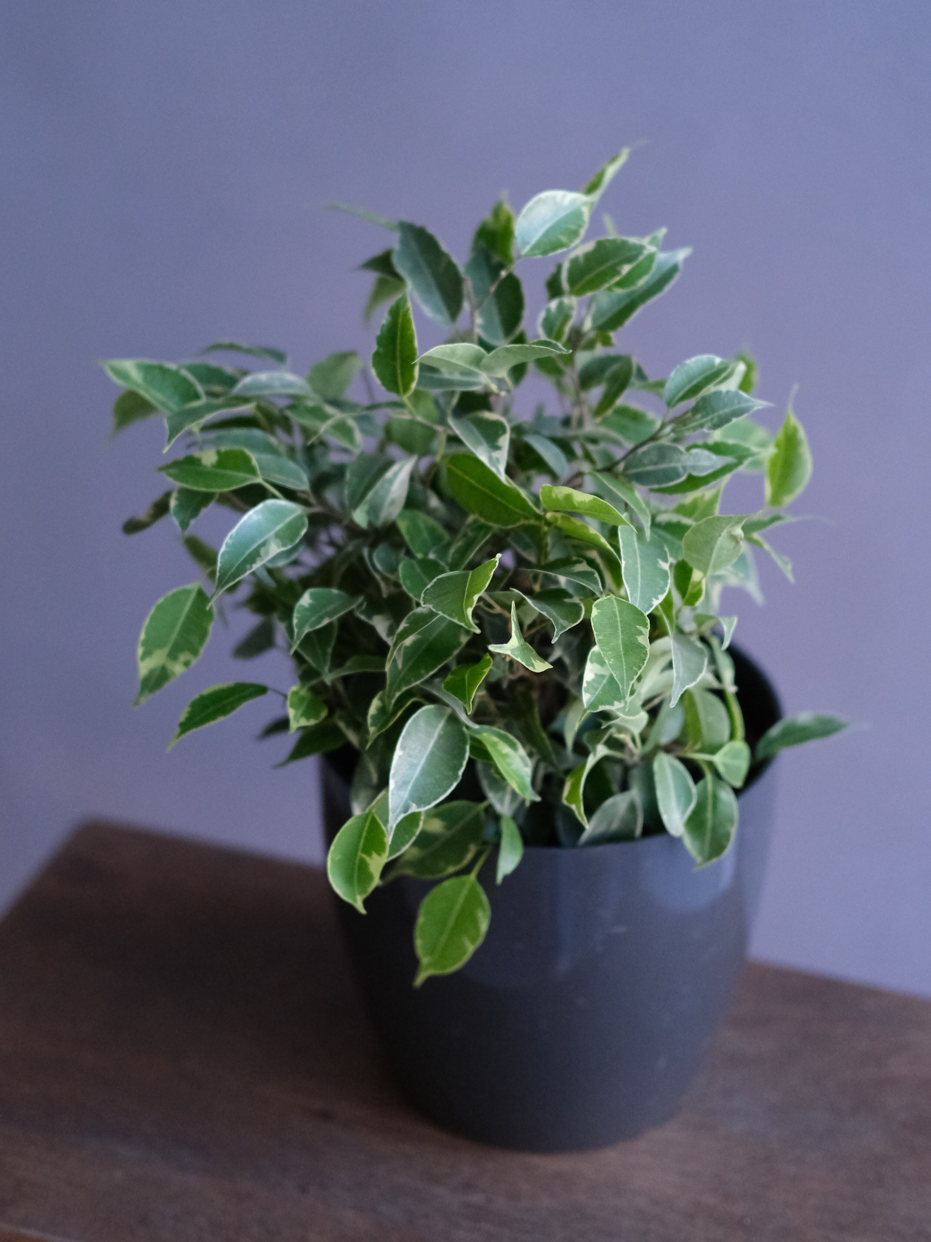 Фикус Бенжамина Кинки (D-12)