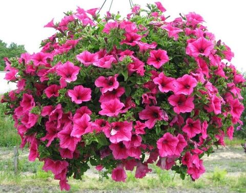 Cурфиния Classic Hot Pink