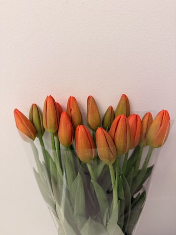 Тюльпаны оранжевые букет 15 штук