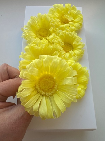 Гербера 5-7см Лимонный желтый (6шт полная коробка)
