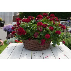 3105 Пеларгония плющелистная Atlantic Merlot (Весна 2026)