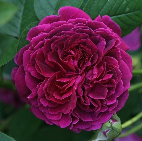 Фальстаф (Falstaff)