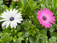 Остеоспермум микс