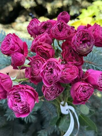 Пати Трендсеттер (Party Trendsetter)