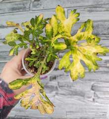 Magic Pattern Тай колеус КСР