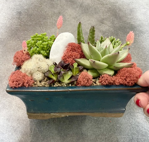 Композиция из Суккулентов в синем бонсайном горшке
