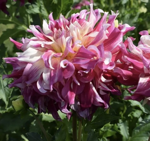 Георгин Клевью Меджик (Clearview Magic)