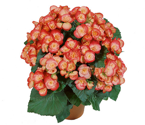 1294 Бегония Ilona Collection Peggy (Весна 2026)