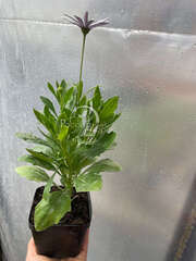 Остеоспермум микс