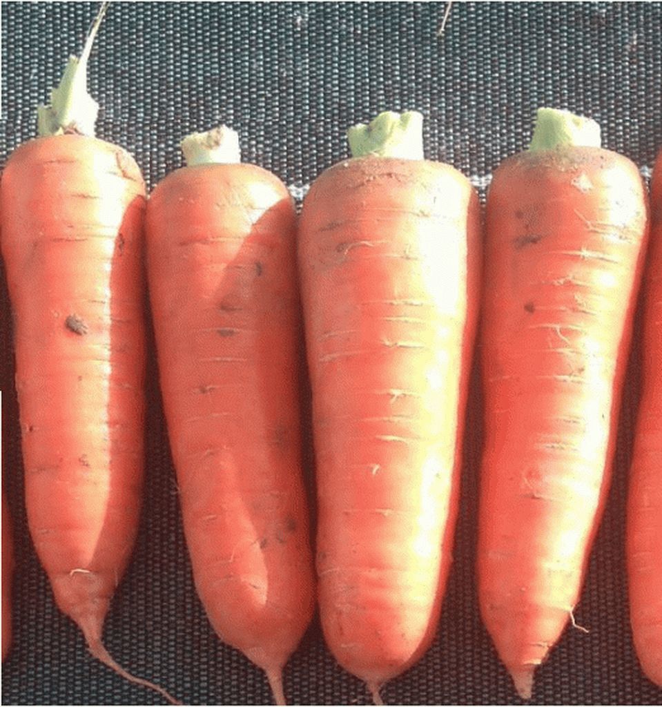 морковь шантане фото