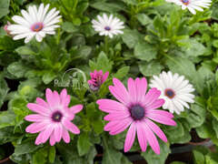 Остеоспермум микс