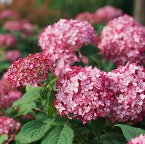 Гортензия древовидная 