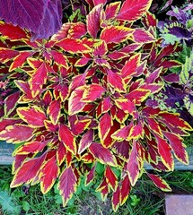 Le Freak колеус КСР