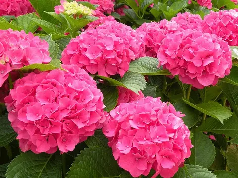 3х летняя Гортензия (горшок 10 литров) Гортензия крупнолистовая МАСЯ (Hydrangea macrophylla 