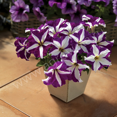 S60224 Петуния кустовая Grandiflora TriTunia Purple Star 100 шт.