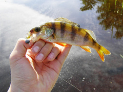 Мягкая приманка Lucky John BABY ROCKFISH 1.2in (35 мм), цвет 085, 20 шт.