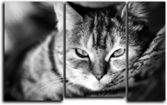 Модульная картина "Полудрема"