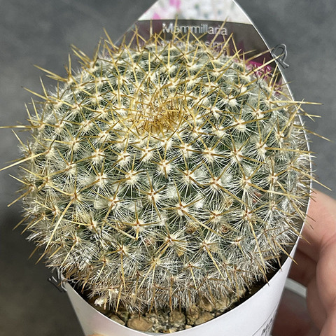 Маммиллярия Спинозиссима d7