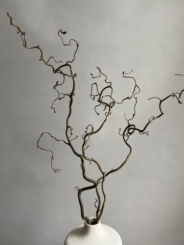 Корилус 100 см