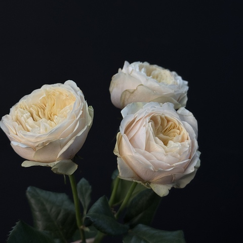 Роза кустовая пионовидная Darlington 60см