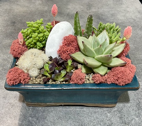 Композиция из Суккулентов в синем бонсайном горшке