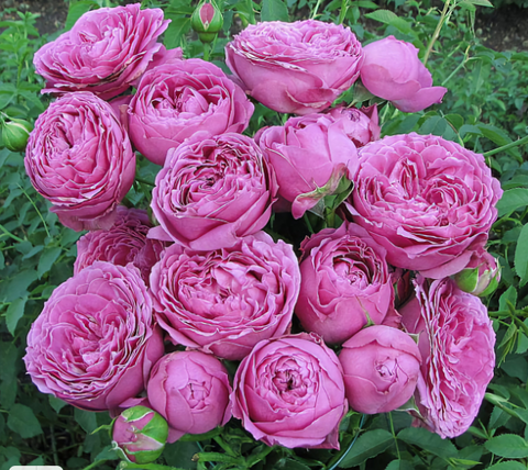 Роза спрей Мисти Баблз