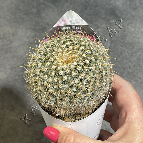 Маммиллярия Спинозиссима d7