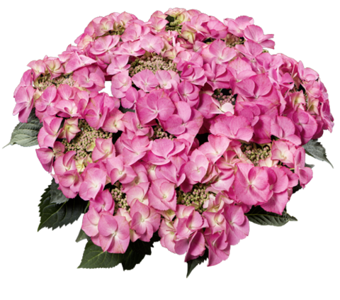 Гортензия крупнолистная (Macrophylla) Tiffany Pink 6 шт.