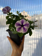 Петуния Sweetunia Starfish