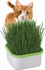 Семена травы для кошек Скакун, 5 пакетиков по 10гр, Гавриш
