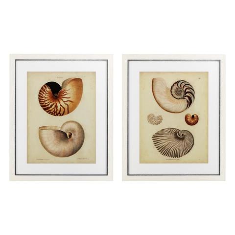 Постеры Eichholtz 110133 Antique Nautilus (2 шт.)