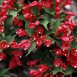 Купить семена Вейгела садовая кровяно-красная. Weigela hortensis ...