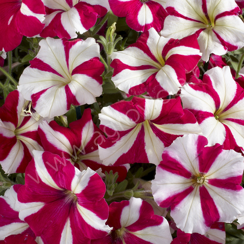 S60120 Петуния кустовая Multiflora Celebrity Rose Star 10шт.