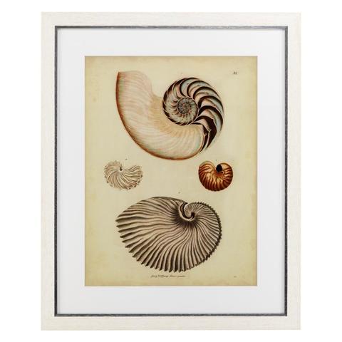 Постеры Eichholtz 110133 Antique Nautilus