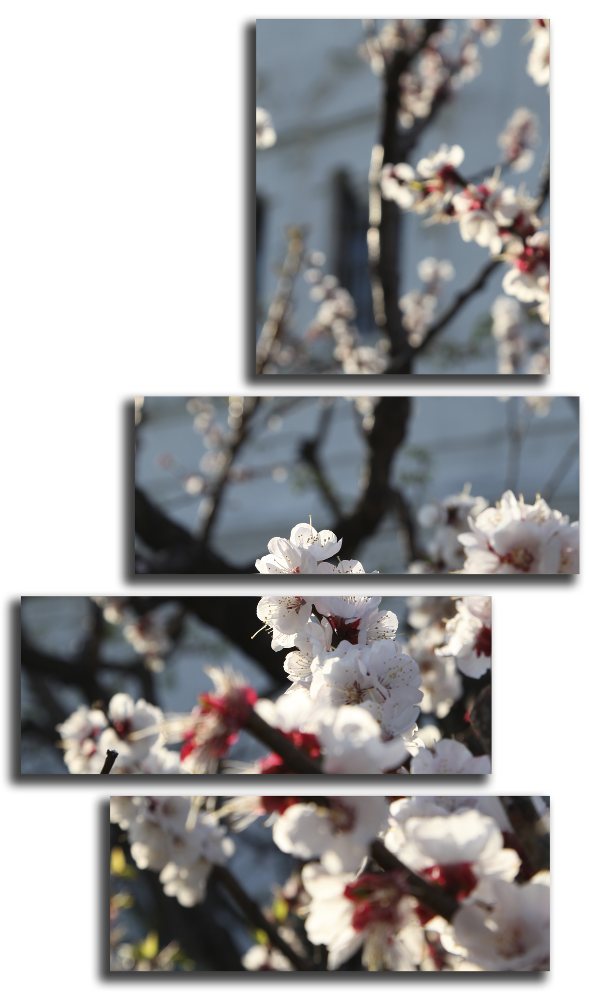 Цветы Модульная картина "Цветение абрикоса" М1032_M_загибы_90х142.png