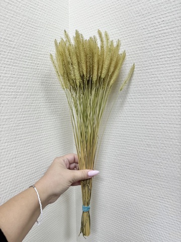 Сетария мини Желтовато-зеленый