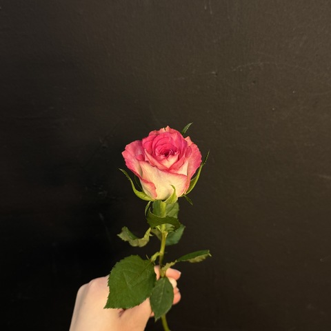 Роза кенийская двухцветная 40 см / 1 шт