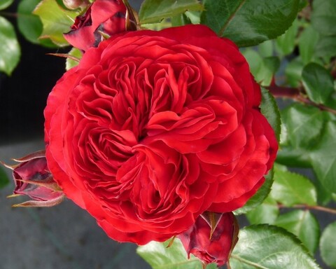 Инсел Майнау (Insel Mainau)