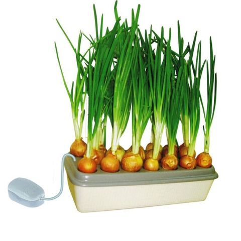 Проращиватель Здоровья Клад Луковое счастье