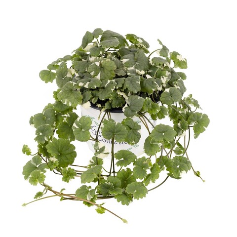 6101 Глехома GLECHOMA VARIEGATA (ВЕСНА 2025)