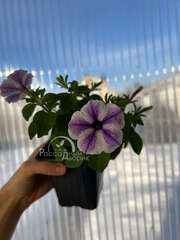 Петуния Sweetunia Starfish