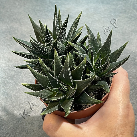 Хавортия Хербацея d8