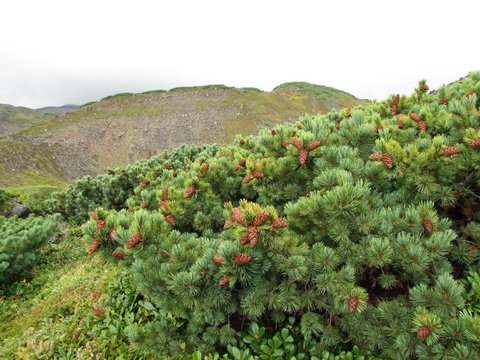 Семена Кедровый стланик pinus pumila